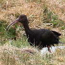 Ibis de Ridgway