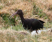 Puna Ibis