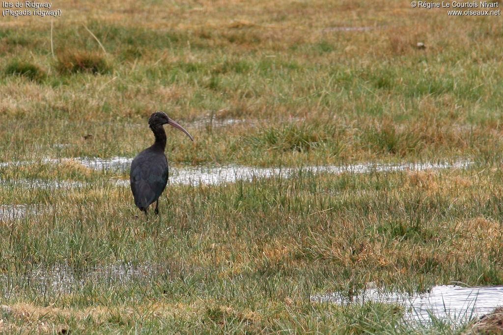 Ibis de Ridgway