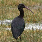 Ibis de Ridgway