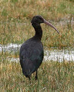 Puna Ibis