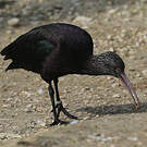 Ibis de Ridgway
