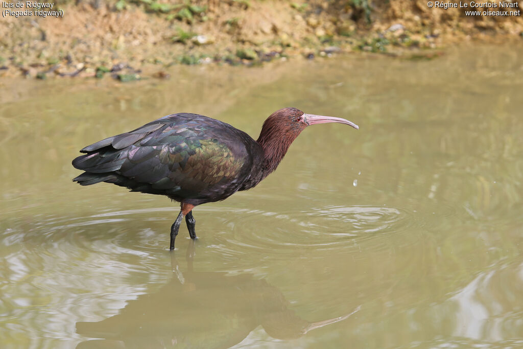 Puna Ibis