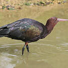 Ibis de Ridgway