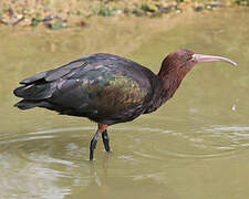 Puna Ibis