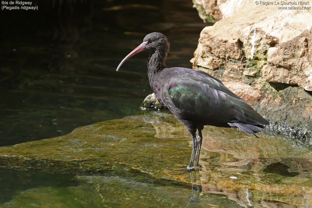 Puna Ibis