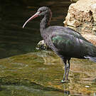 Ibis de Ridgway