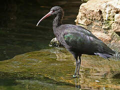 Puna Ibis