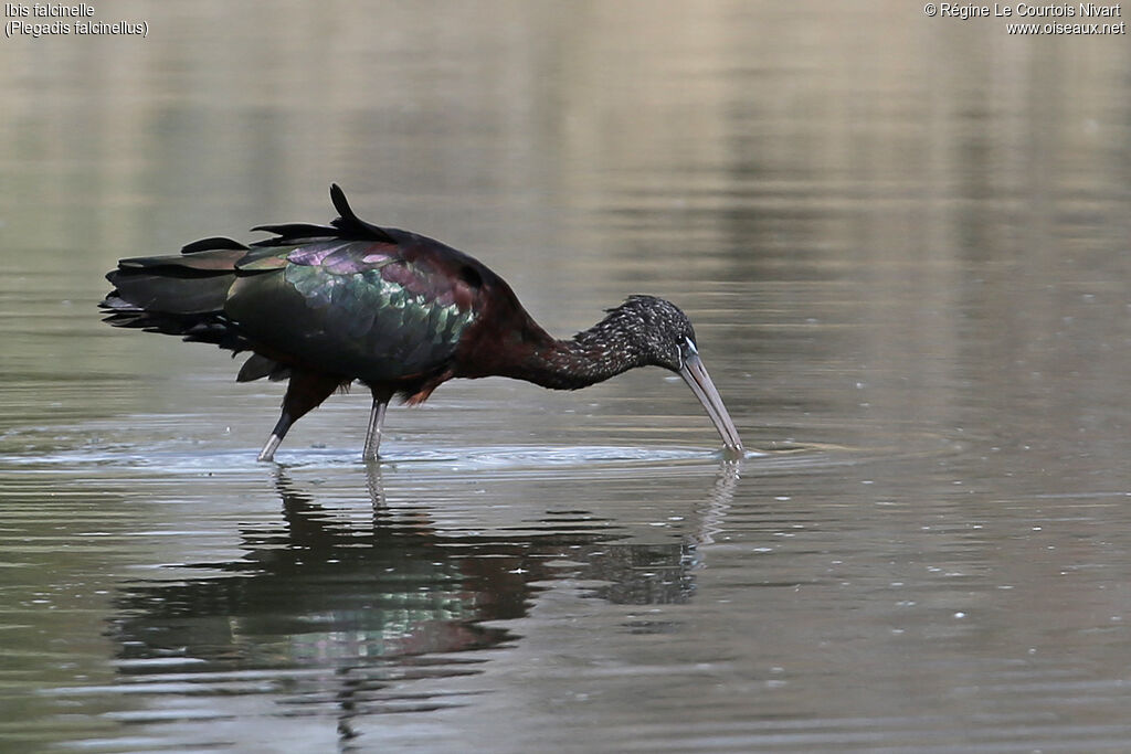 Ibis falcinelle