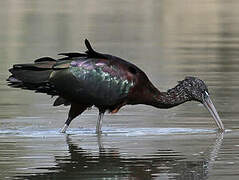 Ibis falcinelle