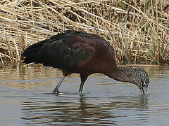 Glossy Ibis