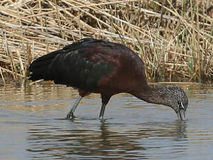 Ibis falcinelle