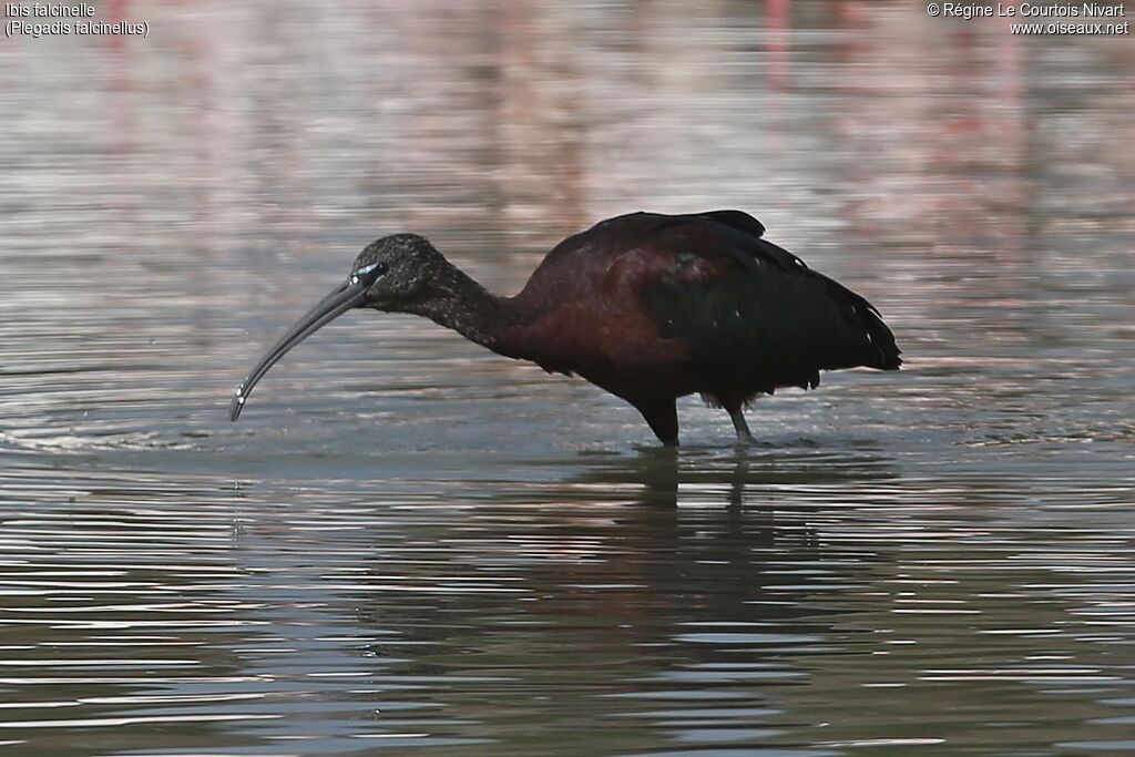 Ibis falcinelle