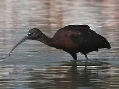 Ibis falcinelle