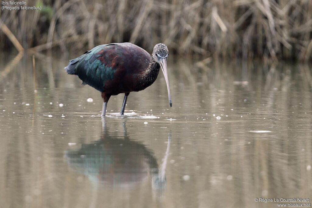 Glossy Ibis