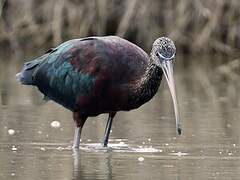 Glossy Ibis