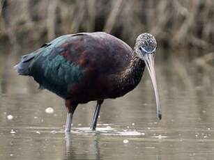 Ibis falcinelle