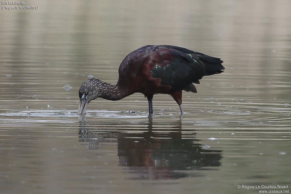 Ibis falcinelle