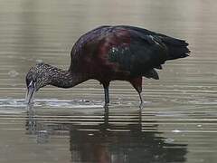 Glossy Ibis