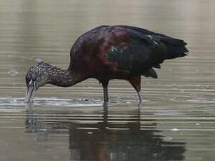 Ibis falcinelle