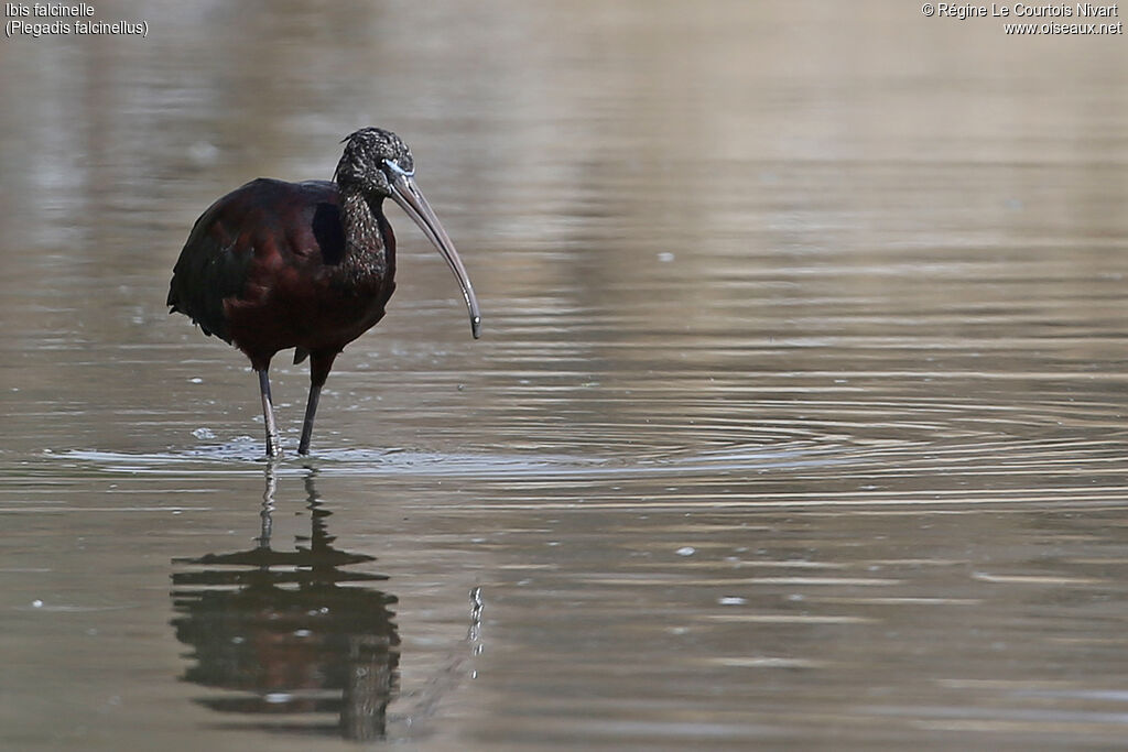 Ibis falcinelle