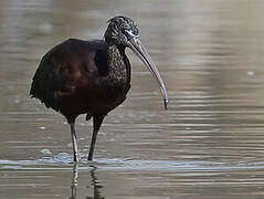 Ibis falcinelle