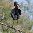 Ibis falcinelle