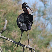 Glossy Ibis