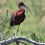 Ibis falcinelle