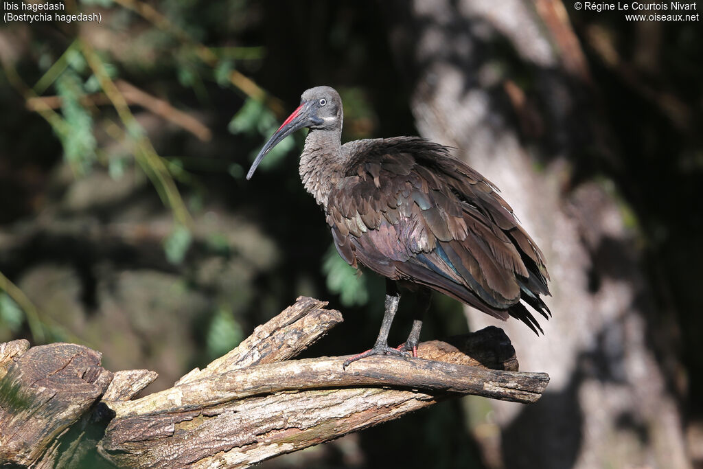 Hadada Ibis