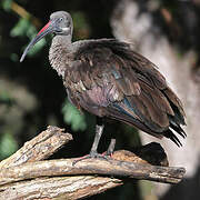 Hadada Ibis