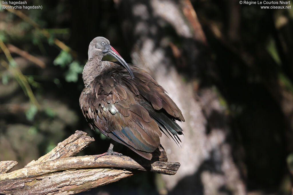 Hadada Ibis