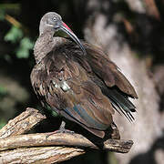 Hadada Ibis