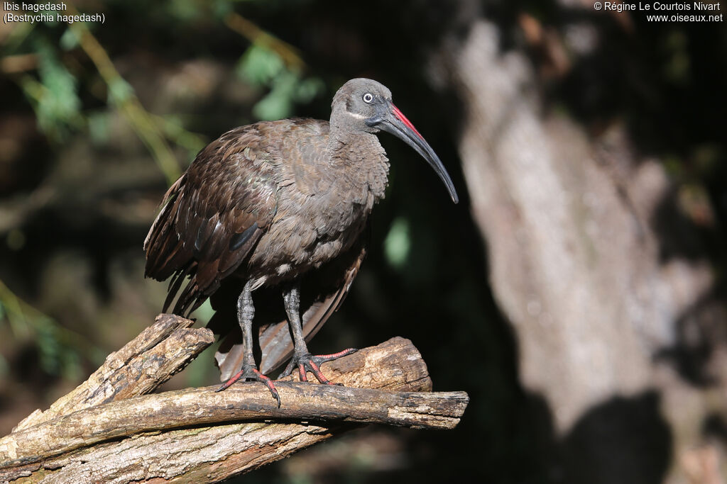 Hadada Ibis