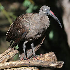 Ibis hagedash