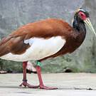 Ibis huppé