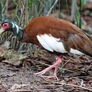 Ibis huppé