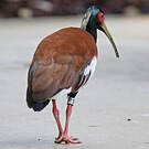 Ibis huppé
