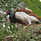 Ibis huppé