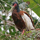 Ibis huppé