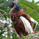 Ibis huppé