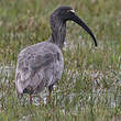 Ibis plombé