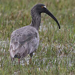 Ibis plombé