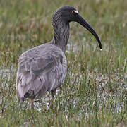 Ibis plombé