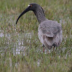 Ibis plombé