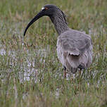 Ibis plombé
