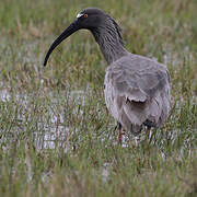 Ibis plombé