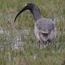 Ibis plombé