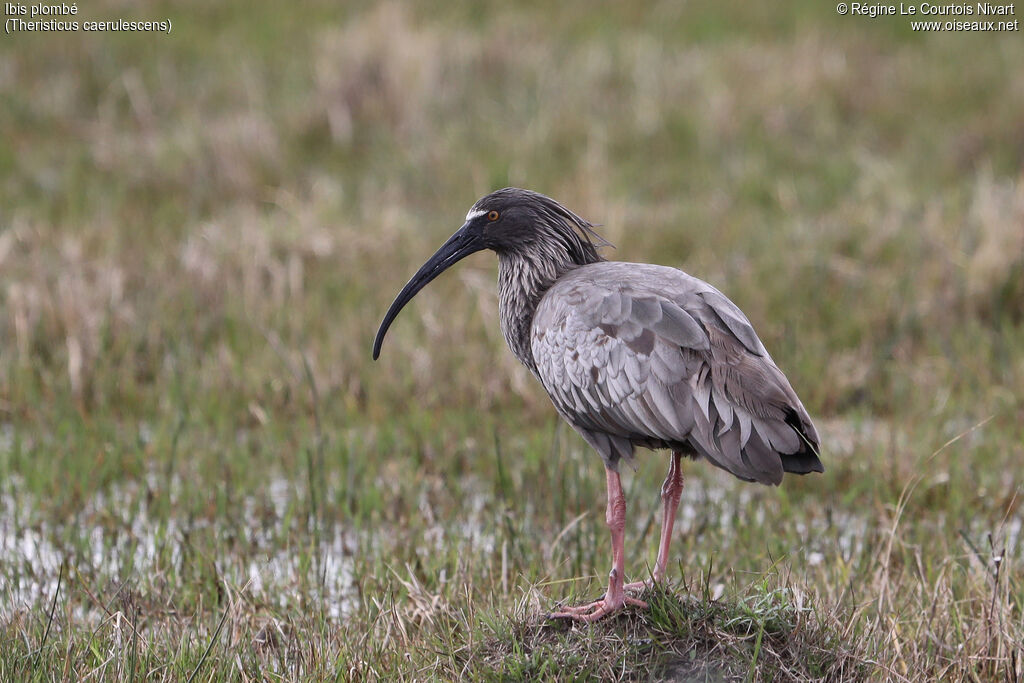 Ibis plombé