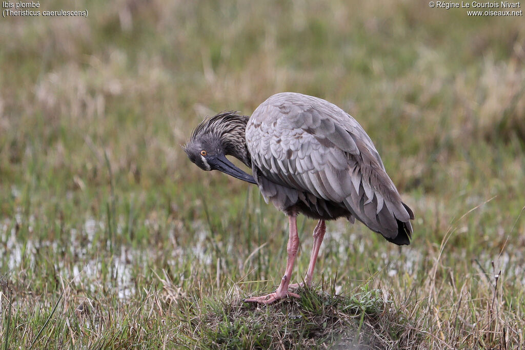 Ibis plombé